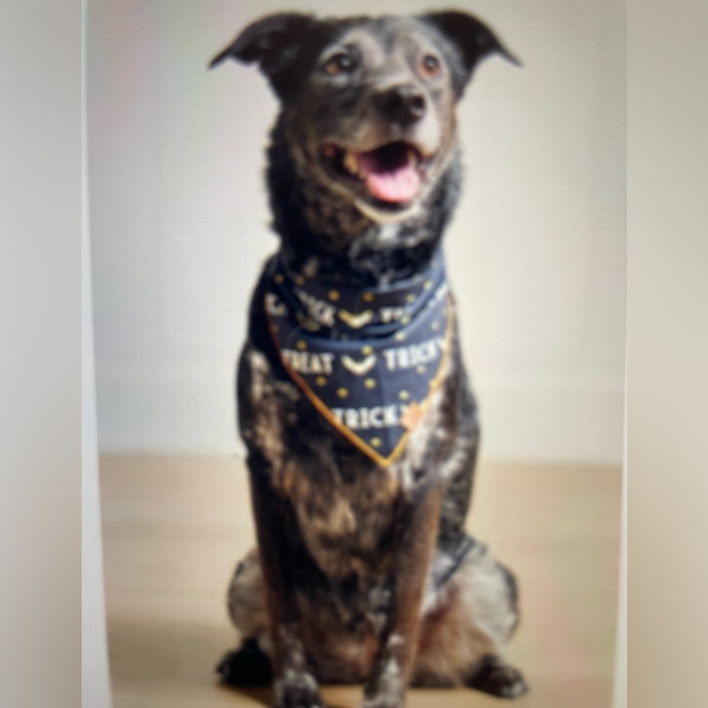 ❤️ ANTHROPOLOGIE DOG BANDANA NEW HALLOWEEN